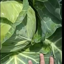精品货小铁头甘蓝产地一手货源全国发货可视频看货