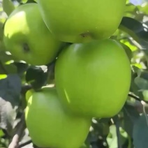 山东早熟苹果华硕，鲁丽，晨阳，哈旮旯大量上市
