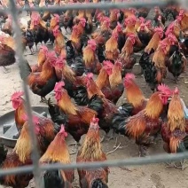 精品淮南王土鸡