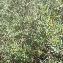 大果沙棘杯苗【深秋红】1018杯。1.5米左右有货!需