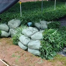轻基质营养杯苗林下套种好资源，根系发达发芽率高。