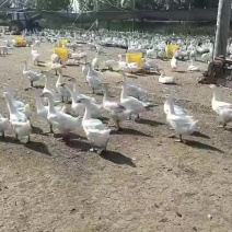 霍三肉鹅