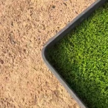 苔藓
