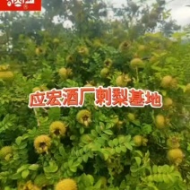 400亩刺梨，欢迎商议供销事宜。***********
