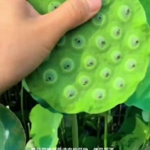 湖北省鱼米之乡太空莲蓬，