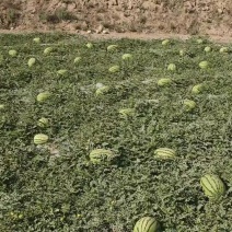 甘肃靖远硒砂瓜