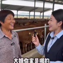 黄牛犊