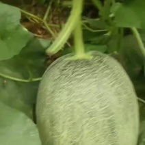 晓蜜25哈密瓜，精品大果，电商果，赶集果都有。
