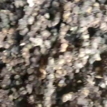 野生竹根七
