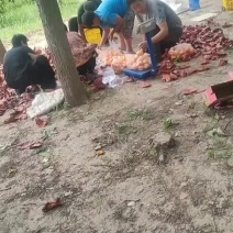 河北沧州奶油蜜汁黄油桃