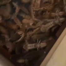挂丝网皮皮虾