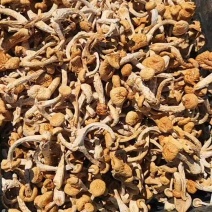 滑子菇干品