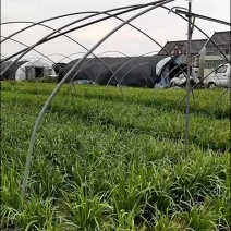 大叶韭菜小叶韭菜