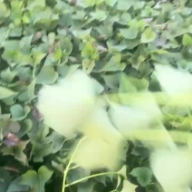 西瓜红红薯