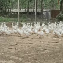 大白鹅散养大鹅