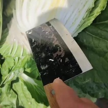 山东胶东黄心大白菜常年供应