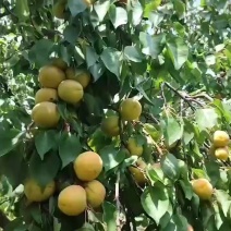 凯特杏，阳原凯特杏，蔚县凯特杏，张家口凯特杏，河北凯特杏
