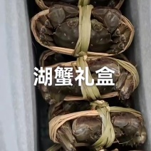六月黄大闸蟹