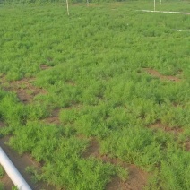 黄须菜#碱篷草