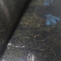 干豆角青条豆角