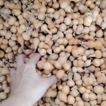 草里金