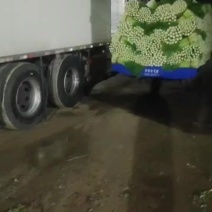 精品中颗