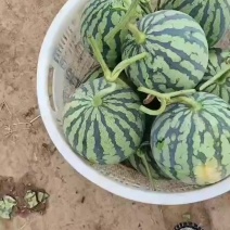 天津产区，大量供应精品无籽麒麟，精品通货无籽麒麟