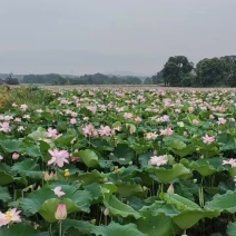 湖北咸宁赤壁茶庵岭莲田基地