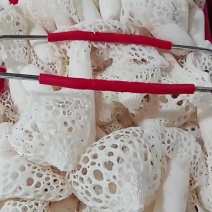 贵州红托竹荪