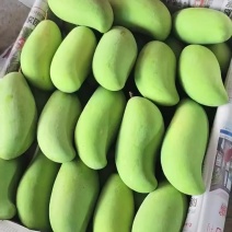 小象牙芒