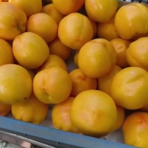 中油34