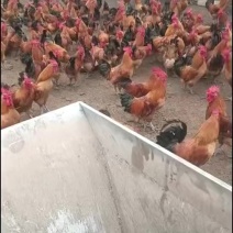 淮南王土鸡