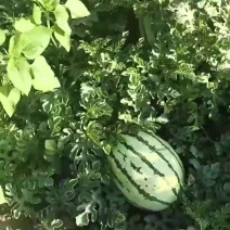 巴盟产区西瓜