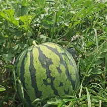 绵阳安州区200亩自种精品红蜜802西瓜850一吨