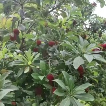 仙居东魁杨梅（高山杨梅）