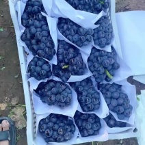 夏黑葡萄，蓝莓葡萄，夏黑葡萄