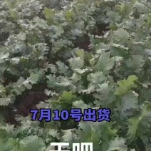 芥菜疙瘩