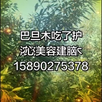 纸皮巴旦木