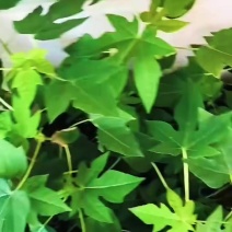 水果木瓜苗大青大白木瓜苗红肉红心木瓜益源6号木瓜苗