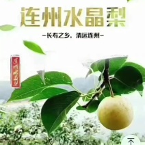连洲水晶梨