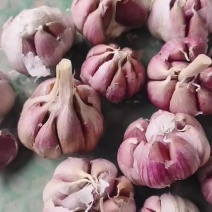 云南红蒜