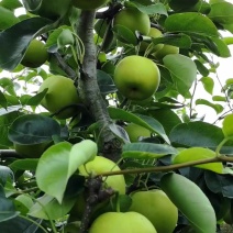 精品梨，脆冠梨