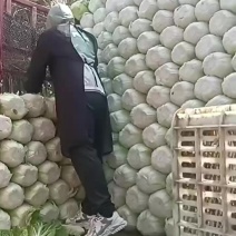 黄心大白菜