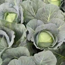 贵州扁包菜大量上市欢迎老板采购