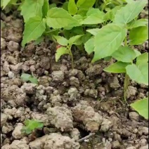 山桐子芽苗