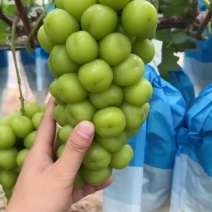 促早三模阳光玫瑰，夏黑，南太湖以上市有需要的老板联系