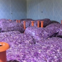 河南红根蒜苗种植基地催芽蒜种现在种植三个月上市