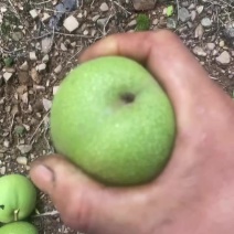 核桃青果