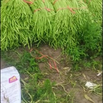 长豆角，现摘现发
