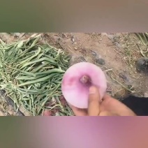 山西忻州洋葱大量上市